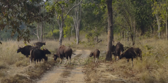 Madhya Pradesh: Food, forts, palaces, history, jungles, temples, hills, rivers, lakes…